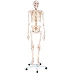 Egeanatomi Maketleri 180 cm İnsan İskeleti Plastik Malzemeden Üretilmiş Dayanıklı Iskelet Maketi