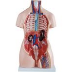 EgeAnatomi Maketleri Çift Cinsiyetli Insan Anatomi Maketi - Torso Modeli - 85CM, 40 Parçalı