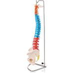 Egeanatomi Maketleri Didaktik Omurga ve Kalça (Pelvisli Vertebra) Modeli 75 cm