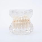 EgeAnatomi Maketleri Diş Çalışmaları Için Şeffaf Insan Dişleri ve Kökleri Modeli - Diş Maketi - 6.5 x 6 x 9cm