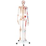 Egeanatomi Maketleri Insan Iskeleti Modeli Kaslı ve Ligamentli 180 cm
