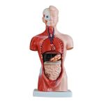EgeAnatomi Maketleri Insan Organ Maketi - Insan Anatomi Maketi, 26 cm - 15 Parçalı