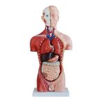 EgeAnatomi Maketleri Insan Organ Maketi - Insan Anatomi Maketi, Erkek - 42 cm - 13 Parçalı