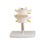 EgeAnatomi Maketleri Lumbar Vertebra Modeli 2 Omurlu