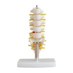 EgeAnatomi Maketleri Lumbar Vertebra Modeli Küçük Boy
