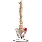 Egeanatomi Maketleri Omurga ve Kalça (Kas Bölgeleri Işaretlenmiş Pelvisli Vertebra) Modeli 75 cm