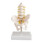 EgeAnatomi Maketleri Omurga ve Kalça Modeli (Pelvisli 5 Li Lumbar Vertebra Modeli) Küçük Boy
