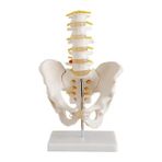 EgeAnatomi Maketleri Omurga ve Kalça Modeli (Pelvisli 5 Li Lumbar Vertebra Modeli)