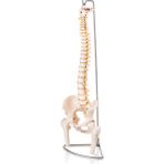 Egeanatomi Maketleri Omurga ve Kalça Pelvisli ve Femur Başlı Vertebra Modeli 75 cm