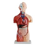 EgeAnatomi Maketleri Sexless (Cinsiyetsiz) Torso Modeli 42 cm 18 Parça