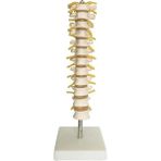 EgeAnatomi Maketleri Torakal Omurga (Vertebra) Modeli