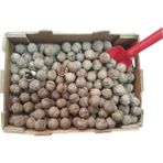 Ege'den Her Yere Yerli Ata Tohumu Topak Cinsi Yağlı Kabuklu Ceviz - 1 kg