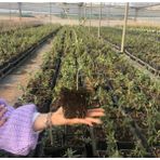 Egeo Norte 24 Adet Goji Berry (Kurt Üzümü) Fidanı Doku Kültürü Laboratuvarında Yüksek Verimli In-Vitro Üretim