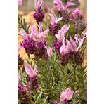 EGET Karabas Otu (Lavandula stoechas- Bandera Deep Rose)