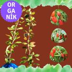 Eget Organik Goji Berry Fidanı (Kurtüzümü) 2 Adet- Sarmaşık Türü NQ1