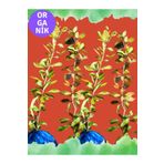 EGET Organik Goji Berry (KURT ÜZÜMÜ) Nq1 Fidanı Dört Adet
