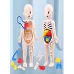 Eğitici Oyuncak Insan Vücudu Anatomisi Organ Bulmaca Puzzle Bultak Yapboz 20 cm - Pembe