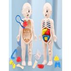 Eğitici Oyuncak Insan Vücudu Anatomisi Organ Bulmaca Puzzle Bultak Yapboz 3D Model