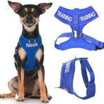 EĞİTİM (Köpek Eğitiminde/Rahatsız Etmeyin) Mavi Renk Kodlu Çekmez Ön ve Arka D Halka Dolgulu ve Su Geçirmez Yelek Köpek Koşum Takımı Köpeğinizin Başkalarını Önceden Uyararak Kazaları Önler (XS)