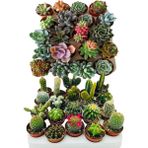 Egzotik Bahçe Egzotikbahçe 10 Adet 5+5 Kaktüs Sukulent Mix Dolgun Formlu Çeşit - Yok