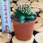 Egzotik Bahçe Egzotikbahçe Crassula Springtime Katlı Çiçek Açan Sukulent Bitkisi - Yok