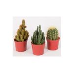 EGZOTİKBAHÇE Büyük Boy 3'lü Kaktüs Set 8,5cm Saksıda