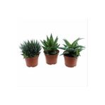 EGZOTİKBAHÇE Büyük Boy Haworthia 3'lü 8,5 cm Sukulent