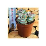 Egzotikbahçe Crassula Conjuncta Succulent Katlı Büyüyen Nadir Sukulent Bitkisi