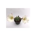 EGZOTİKBAHÇE Echinopsis Subdenudata 5,5 Kaktüs
