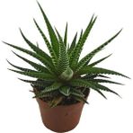 Egzotikbahçe Haworthia Fasciata Kaktüs Büyük Boy - 8,5 cm