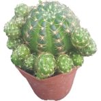 Egzotikbahçe Kaktüs Cactus Mediterraneens Rustiques Sukulent 5,5 cm Saksıda