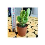 Egzotikbahçe Opuntia Microdasys Rufida Cactus Bol Yavru Tavşan Kulağı Kaktüs
