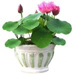 Eko Paket 5 Adet Tohum Nadir İthal Kutsal Lotus Tohumu Nilüfer Çiçeği