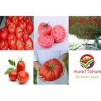 Eko Paket 5 Farklı Domates Tohumu +Süpriz Hediye Bonsai Ağacı Toh
