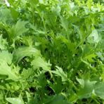 Eko Paket Bahçe Teresi Tohumu ( Garden Cress) 350Tohum+Hediye Toh
