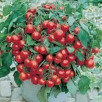 Eko Paket Cherry Domates Tohumu Saksılık 65 Tohum +Hediye Tohum