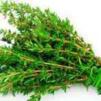 Eko Paket Kekik Tohumu Aromatik Dağ Kekiği tohumu 85 Tohum+Hediye