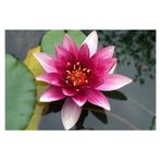 Eko Paket Lotus Çiçeği Tohum Nilüfer Çiçeği Tohumu 10 Adet Tohum
