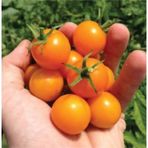 Eko Paket Nadir Ithal Turuncu Cherry Domates Tohumu Turuncu Domates 35 Adet Tohum