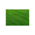 Ekodoğa Çim Tohumu 4 Kg 6 Karışım Çim Ithal Orijinal Koyu Yeşil Yumuşak Yapılı Villa Özel Alan Çim Tohumu