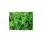 Ekodoğa Dağ Kekiği Tohumu 100 Gram Zahter Otu Kekik Tıbbi Aromatik Bitki Tohumları
