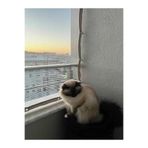 Ekodoğa Kuş Filesi 1,20x1,50 m Balkon Filesi Misina File Kedi Koruma Filesi