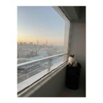 Ekodoğa Kuş Filesi 4x4m Misina File Balkon Filesi Kedi Koruma Filesi Kuş Ağı Balkon Ağı