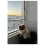 Ekodoğa Kuş Kedi Filesi 3,85x2,45 m Balkon Filesi Misina File Balkon Ağı Kuş Önleme Filesi Koruma Filesi