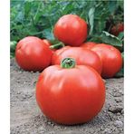 Eks Ticaret Agrodal Tarım Ata Tohumu Yerli Iri Domates Tohum