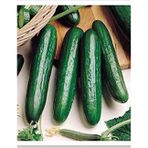 Eks Ticaret Agrodal Tarim Hibrit Salatalik Tohumu Beith Alpha-F1 Tohum