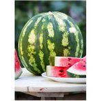 EKS Ticaret Erdem Garden Doğal Diyarbakır Karpuzu C.sweet Tipi 100 Ad. Tohum - 100 Adet