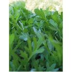 EKS Ticaret Erdem Garden Doğal Yeşillik Kıl Tere 1000 Ad. Tohum - 1000 Adet