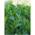 Eks Ticaret Erdem Garden Doğal Yeşillik Kıl Tere 1000 Ad. Tohum