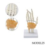 EL VE EL BİLEĞİ MAKETİ MODEL 25
